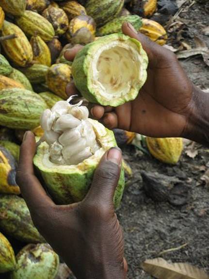 https://cdn.shopify.com/s/files/1/0508/5030/0076/files/fruto-cacao.jpg?v=1739367741