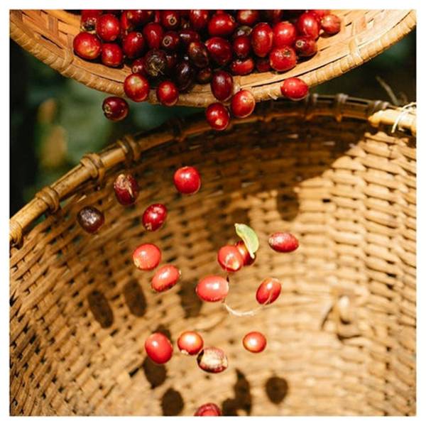 https://cdn.shopify.com/s/files/1/0508/5030/0076/files/granos-cafe_opt_1_480x480.jpg?v=1633003713
